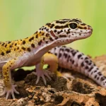 GECKO