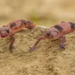 NEPHURUS3