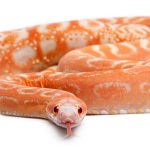 Scaleless Corn Snake, Pantherophis Guttatus, in front of white background