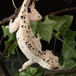 CRESTADO DALMATIAN