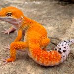tangerine.png
